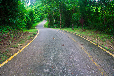 道路指示标弯曲的道路两旁都是树木背景