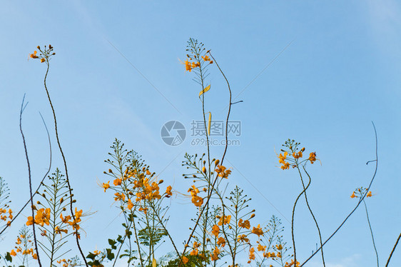 蓝天上的孔雀花图片