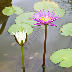 紫莲花白莲花夏开图片