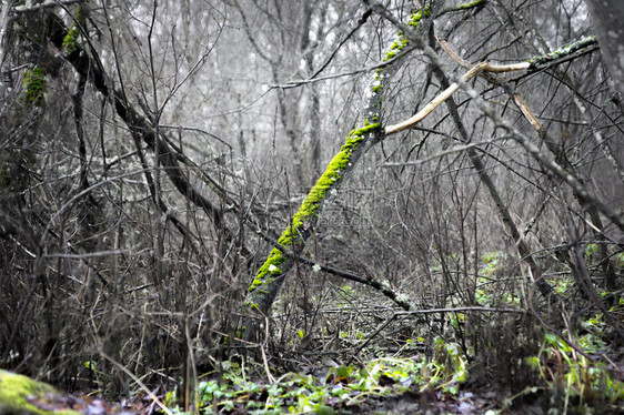 荒野绿菌古树图片