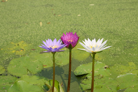 莲花或百花水图片