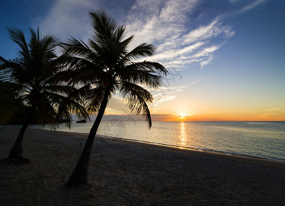 海滩日落时的棕榈黑色轮廓图片