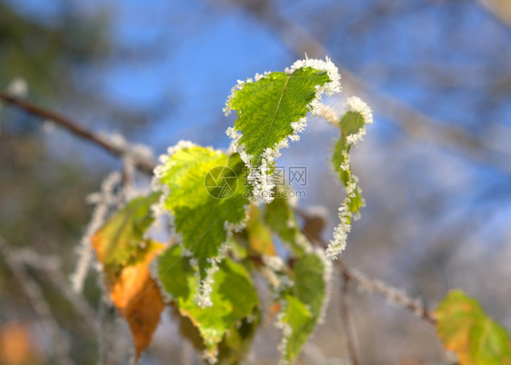 冬季背景冬季植物上的白霜特写图片