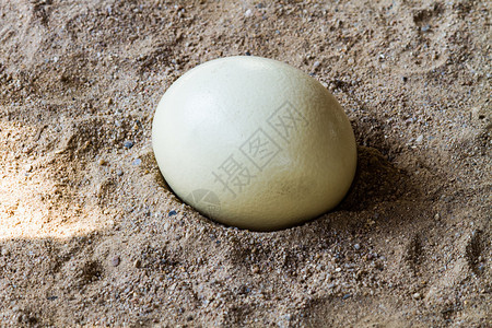 鸡蛋放在沙子上图片