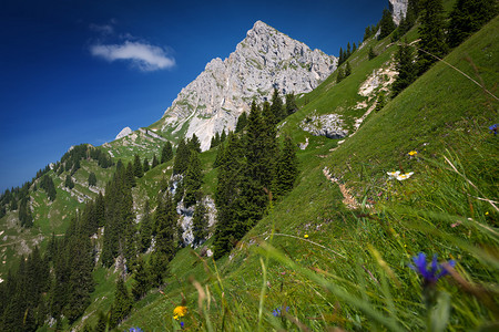 蒂罗尔奥地利阿尔卑斯山的陡峭山草甸图片