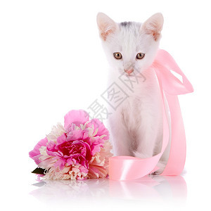 带粉色胶带的白色小猫白色的小猫和粉红色的花在白色背景上的小猫小型图片