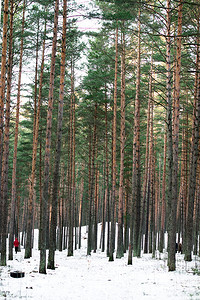 走在冬天的树林里图片