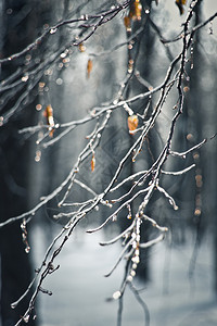 冬季魔法寒冷的一月圣诞场景图片