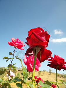 玫瑰花田与蓝天图片