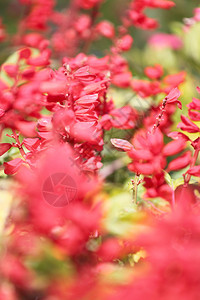花园里冬天的红色丹参图片