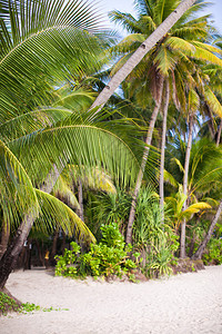 有棕榈树和白色沙滩的热带海滩图片