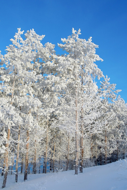 冬季景观山上的松树图片