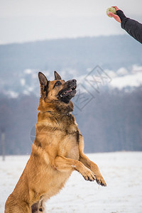 德国牧羊犬在冬季玩网图片