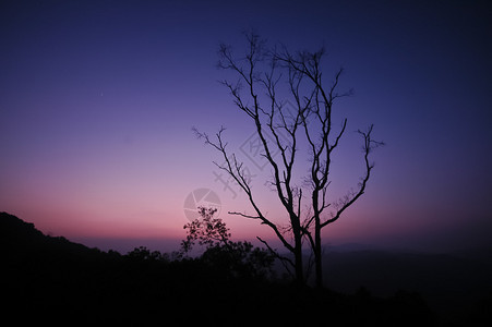 黄昏日落时树枝的戏剧剪影形状图片