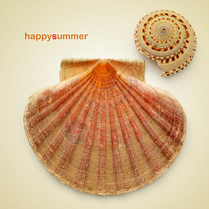 快乐的夏天和蜂蜜背景上的扇贝和海螺壳并图片