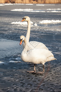 疣鼻天鹅在自然的冬季环境中行走图片