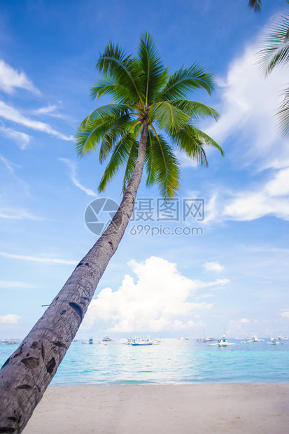 在沙滩上的椰子棕榈图片