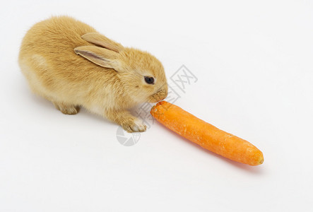 兔子与胡萝卜孤立在白色背景图片