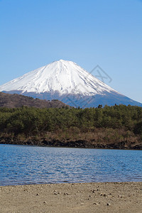 春天的富士山樱花图片