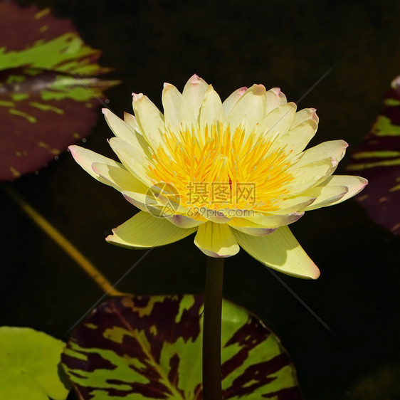 五颜六色的黄色睡莲在池塘上图片