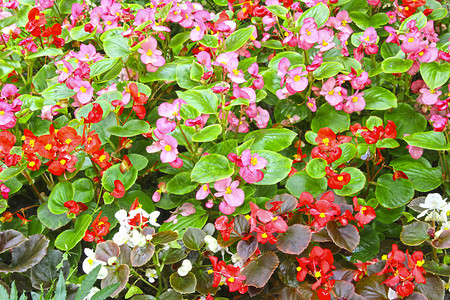花坛上的秋海棠红色和粉红色的花朵图片