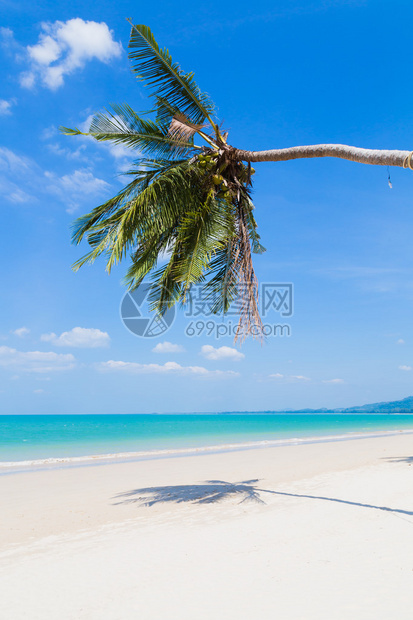 白色的沙滩和棕榈树在蓝天图片