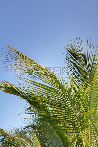 椰子树和天空图片
