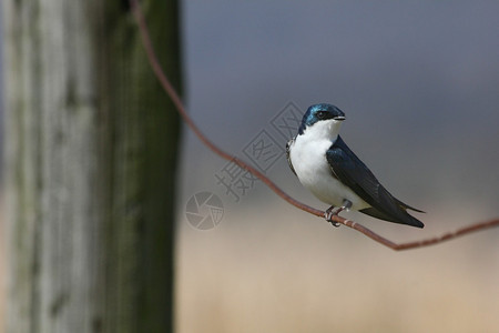 鸟儿围在铁丝网的栅栏上背图片