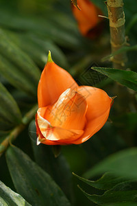 植物园中的热带花朵Freycinetiamult图片