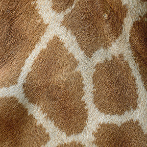 长颈鹿真皮背景图片