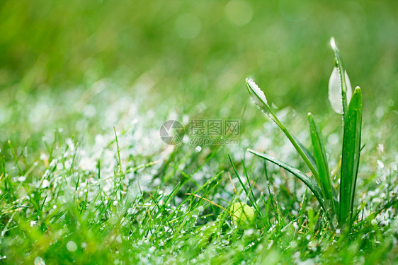 闪发光的雪花非常柔软的微小焦点最适图片