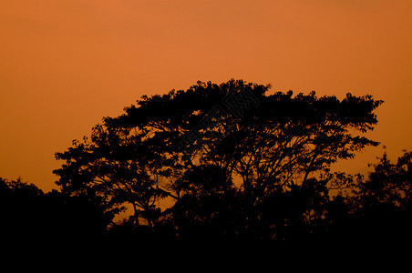 树剪影和日落背景背景图片