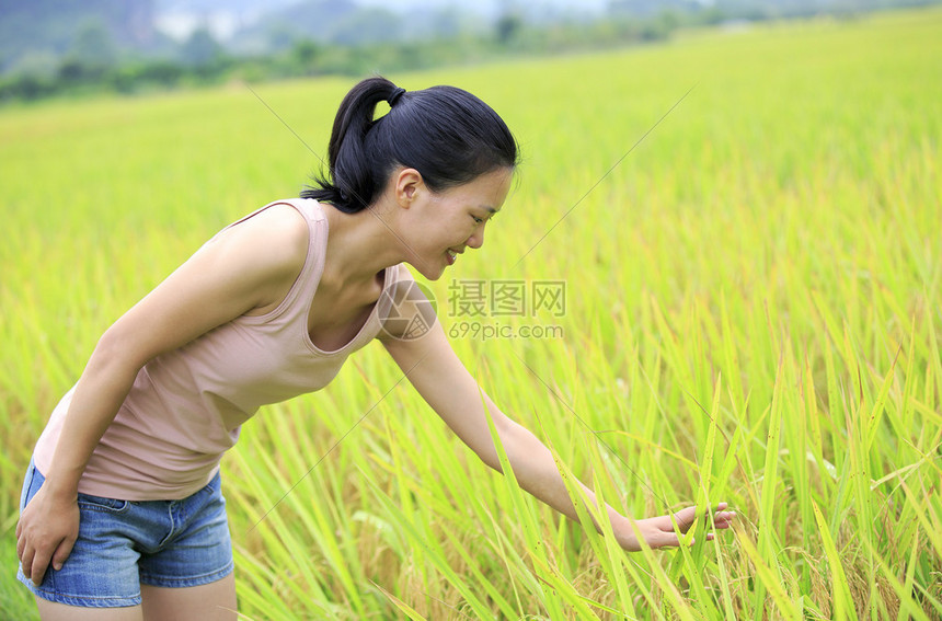 年轻的亚洲女人在稻田里摸米粒图片