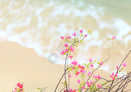 沙滩背景的小粉红杜鹃花图片