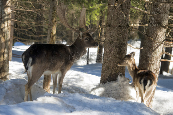 雪地和森林背景下的鹿肖像图片