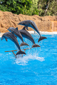 四只海豚在公园表演中图片