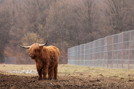 瑞士牛头型图片