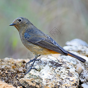 美丽的棕褐和橙色鸟蓝面雌蓝脸的红发碧尼基乌鲁斯站在岩石图片