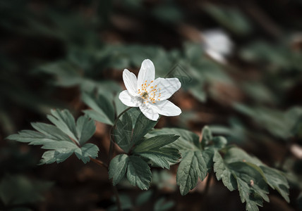 初春花阿内蒙西维斯特里斯现在图片