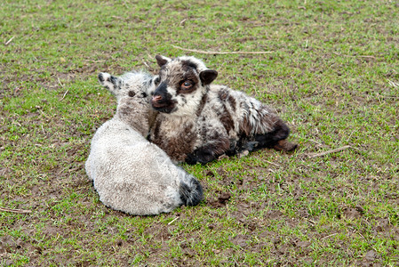 绿草上的两只小羊图片