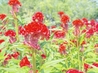 群鸡冠公园里的红花图片