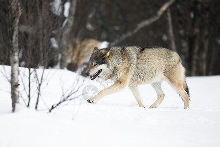 照片  |野狼在挪威冬季507087955照片  |一头狼在树林里站着寒冷的