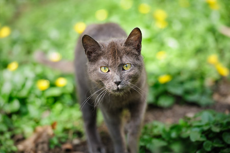 迷途的灰猫在绿色草图片