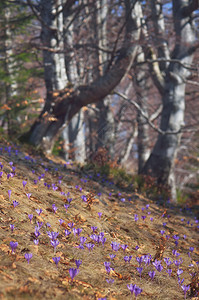 春天的花朵番红花的森林图片