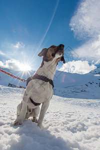 冬犬滑雪雪图片