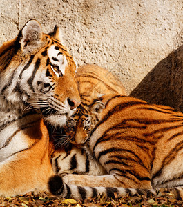 动物园的老虎妈和她的老虎幼崽阳图片