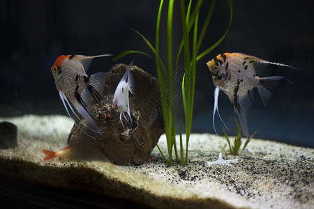 一群神仙鱼在水族馆里游泳图片
