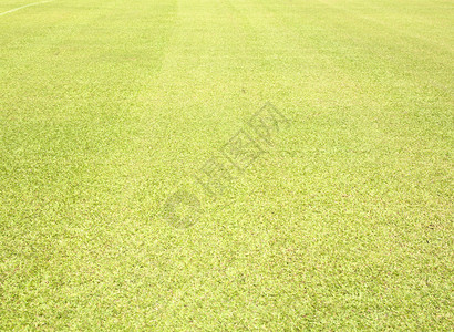 绿色足球场背景绿化的图片