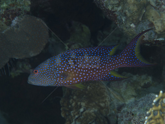 红海石斑鱼图片