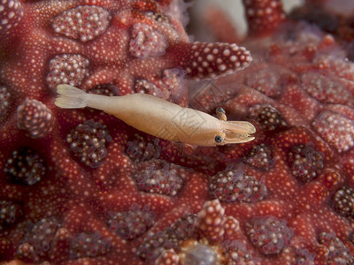 海星虾图片